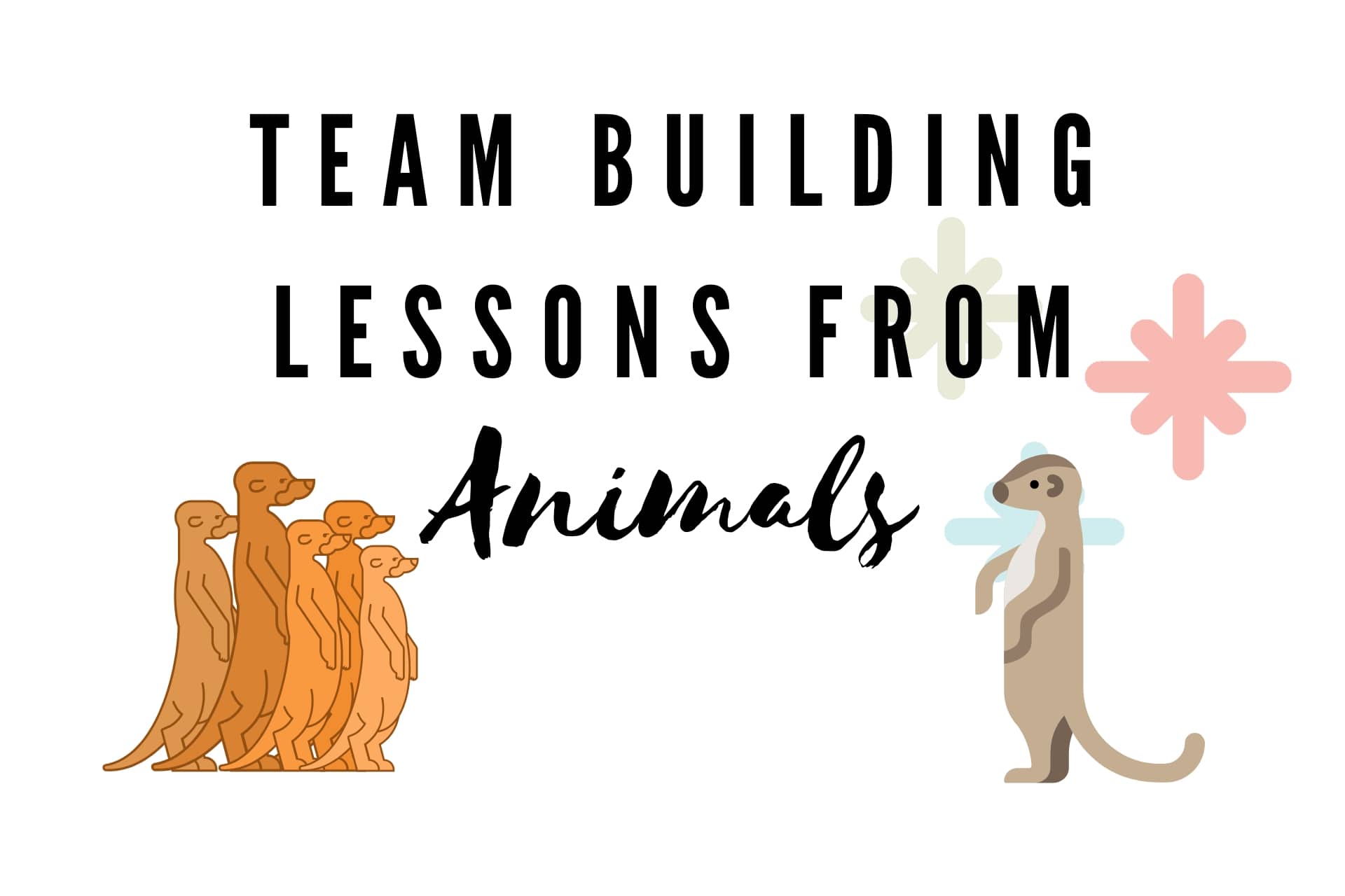 cooperation animals examples