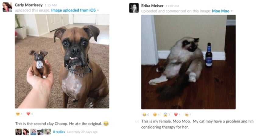 Our #pets channel on Slack